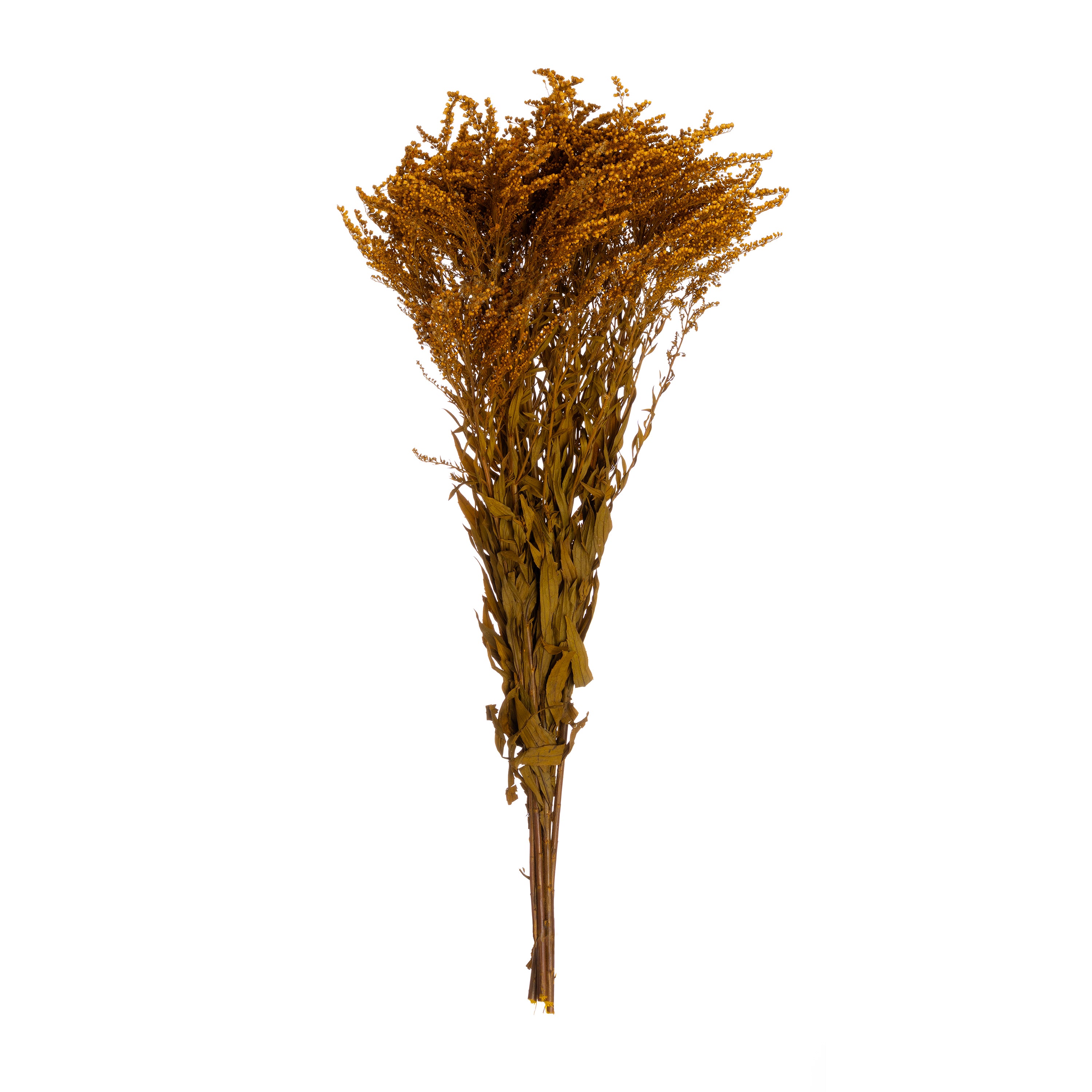 Solidago
