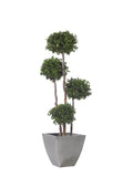 4 spheres Pittosporum tree