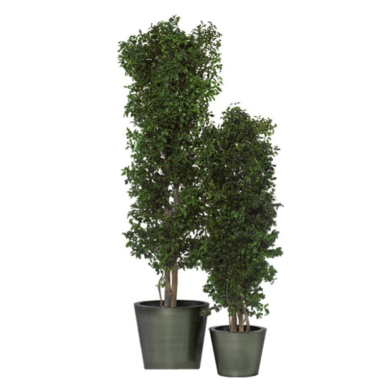Slim Pittosporum tree