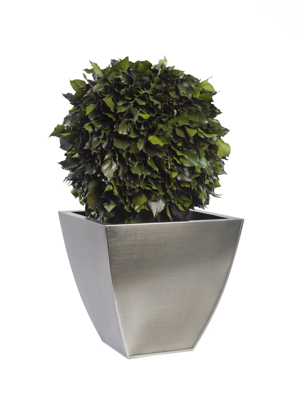 Simple Topiary Ivy sphere