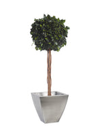 Simple Topiary Ivy sphere