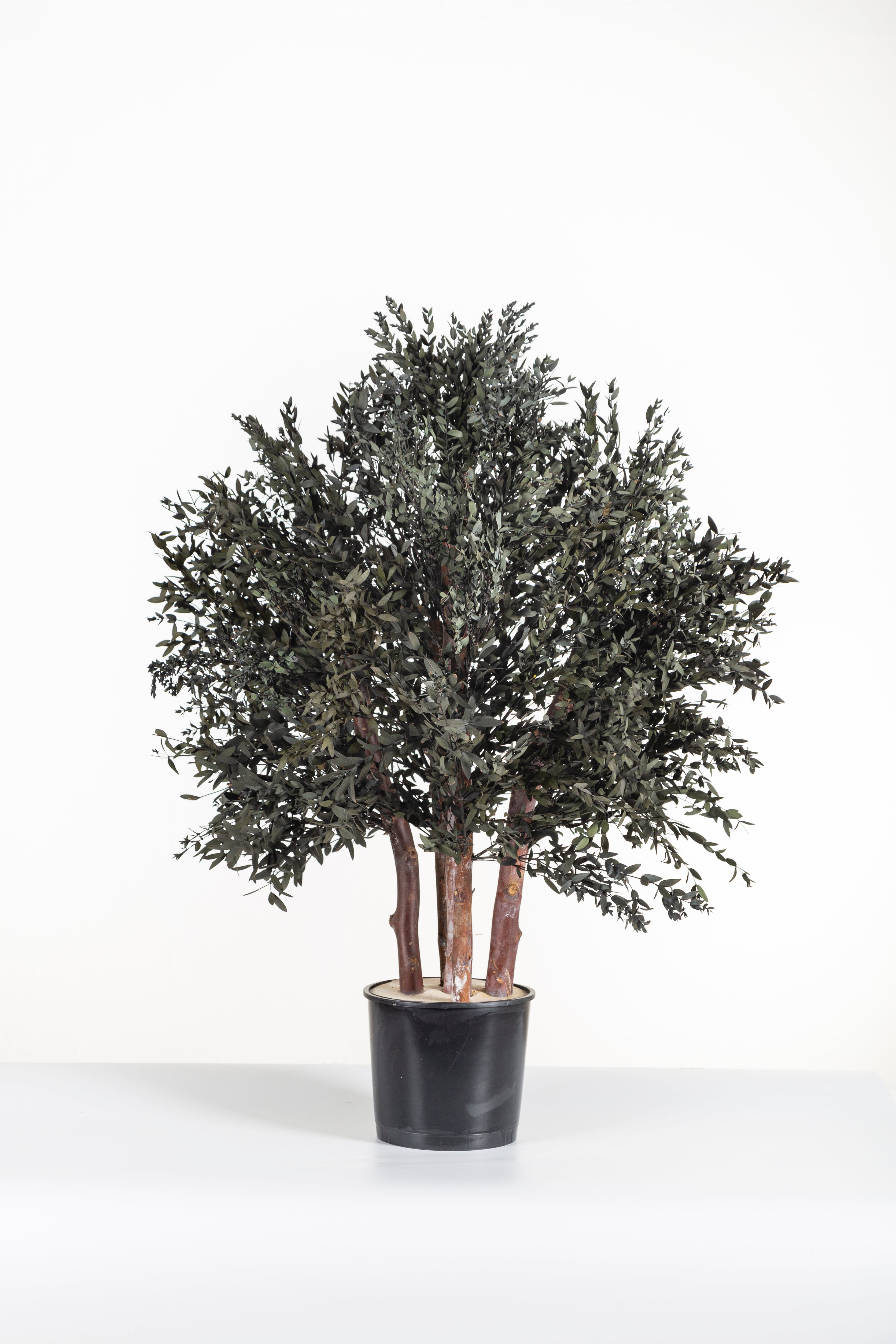 Parvifolia Bush