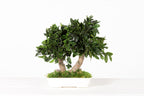Pittosporum Bonsai