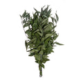 Eukalyptus wild, lose