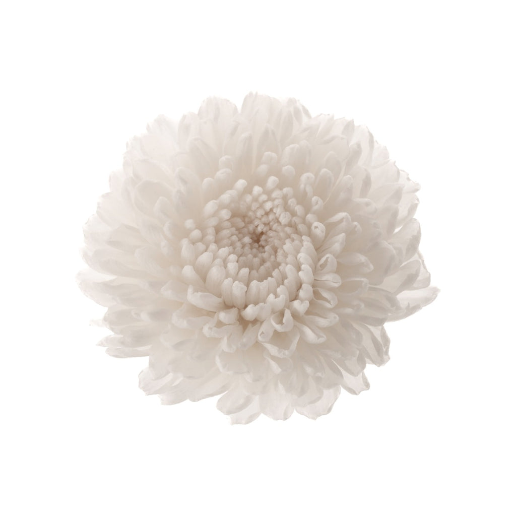 Chrysantheme Focus