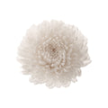 Chrysantheme Focus