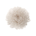 Chrysantheme Focus
