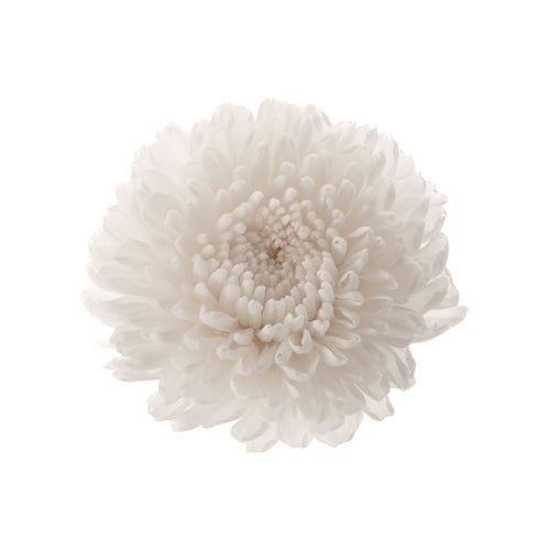 Chrysantheme Focus