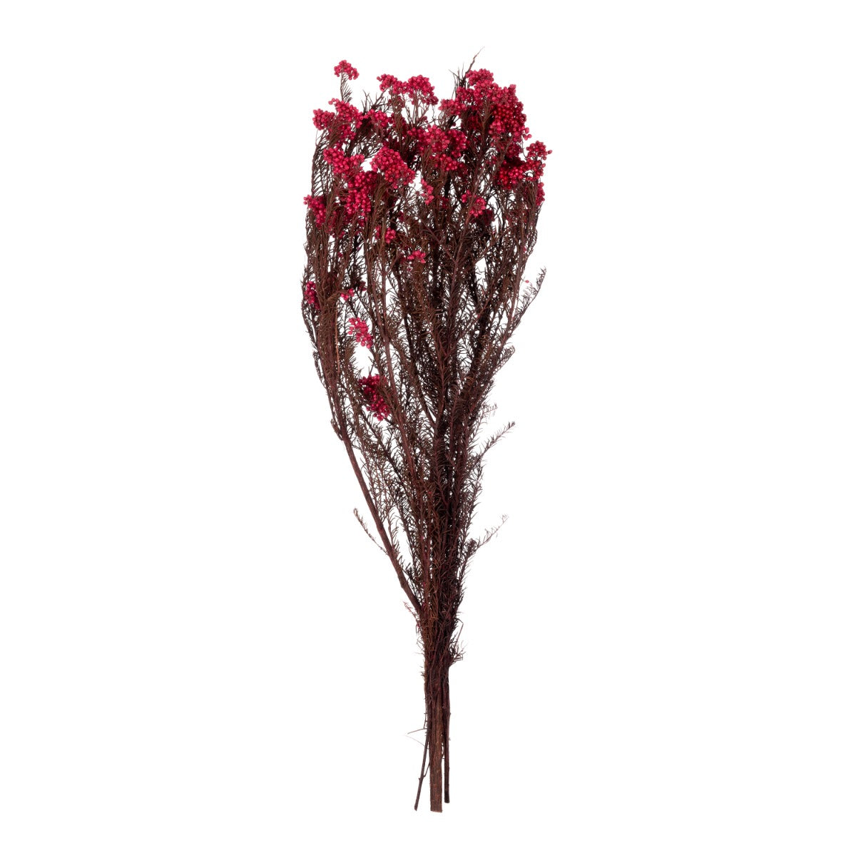 Helichrysum