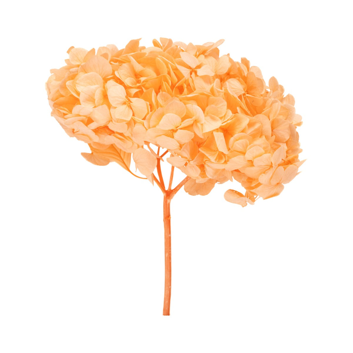 Stromek Gold Hortensie