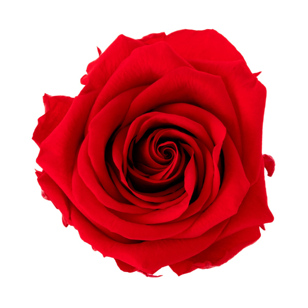 Premium Rosen, Geschenkverpackung
