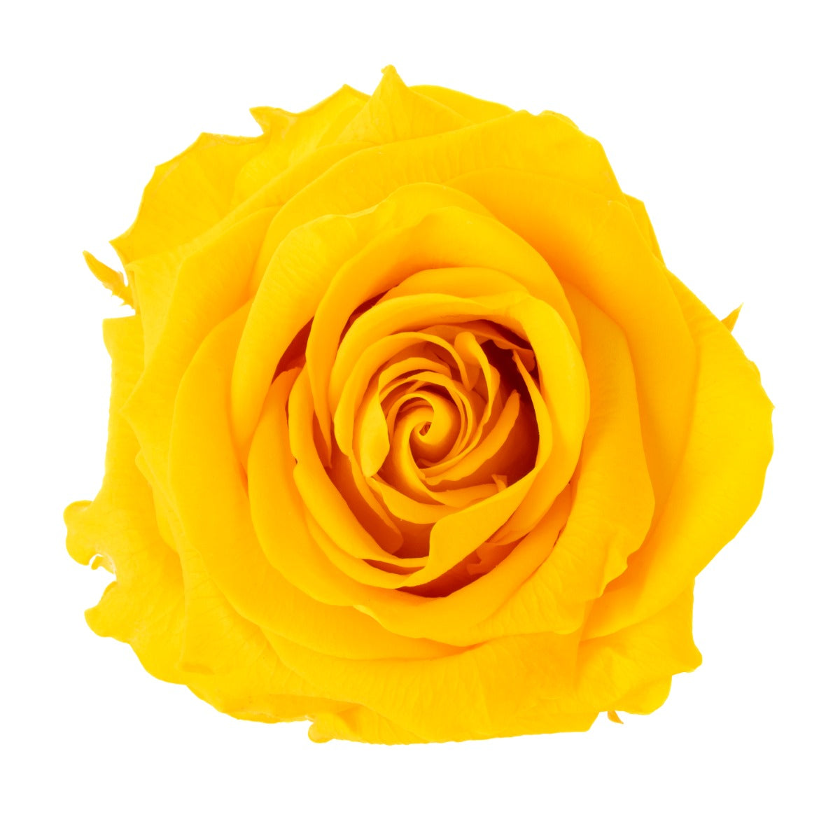 Premium Rosenköpfe