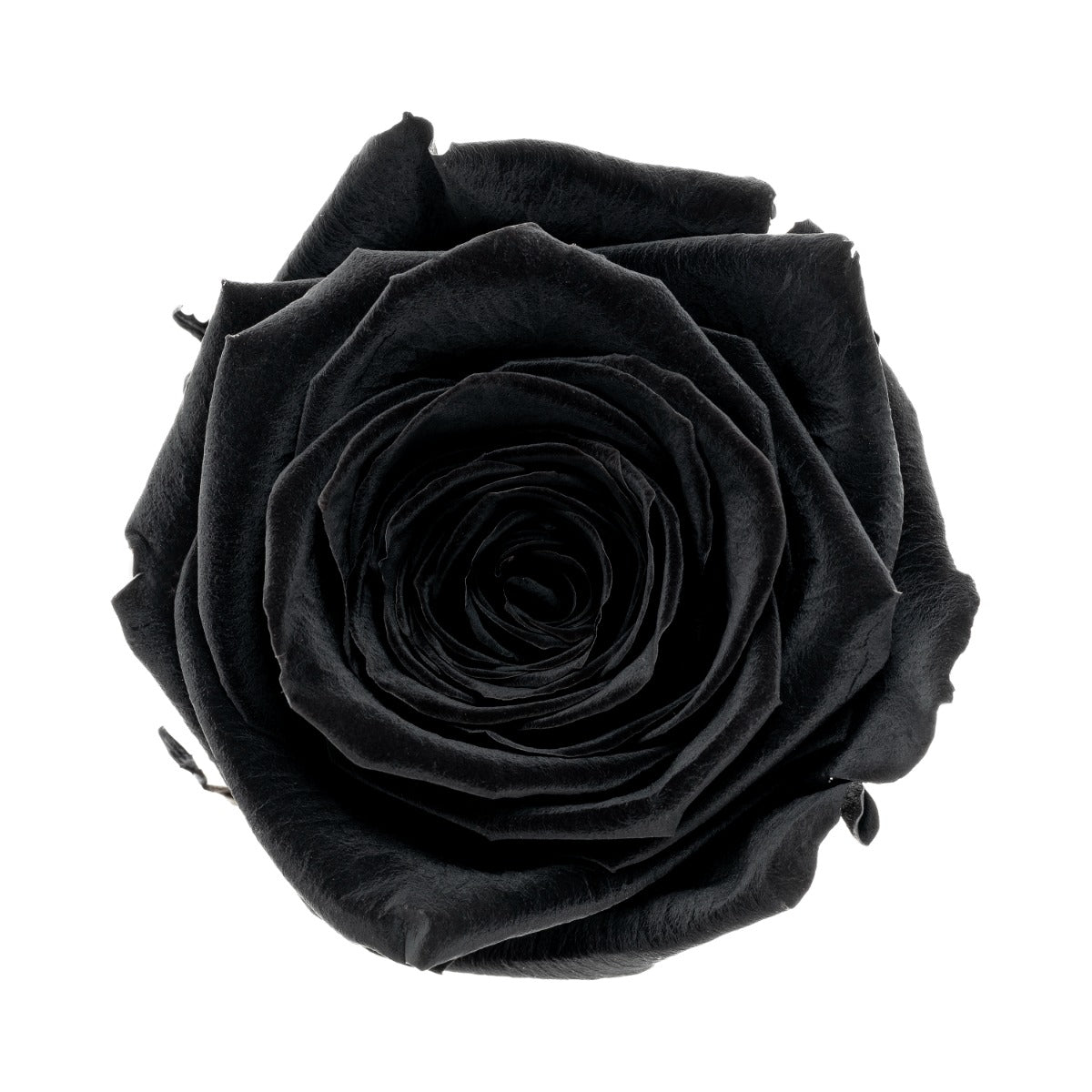 Standard Rosenköpfe