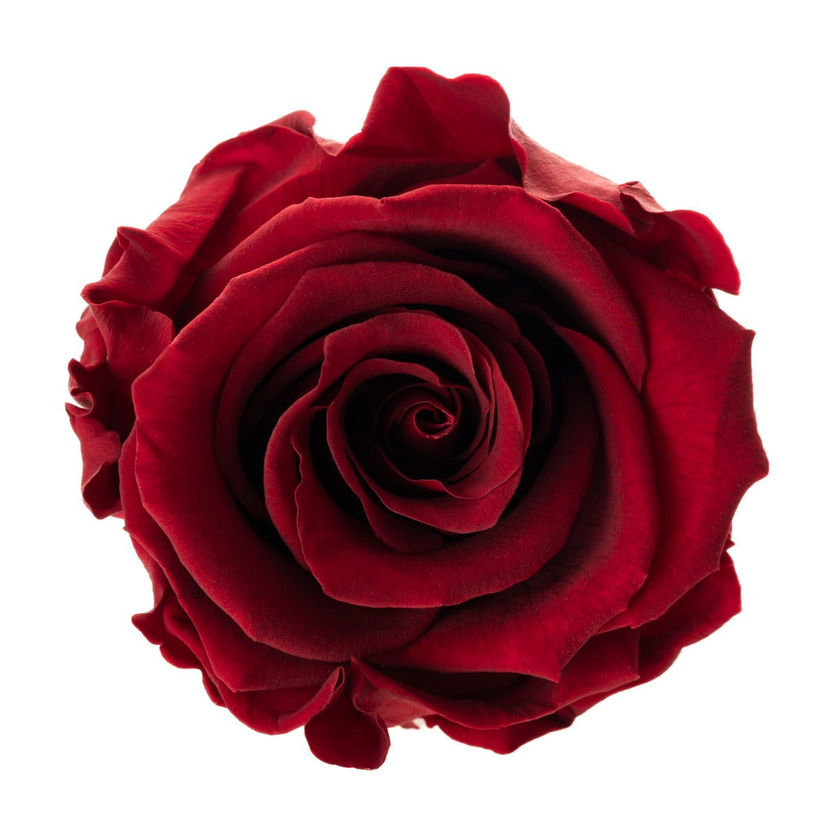 Standard Rosenköpfe