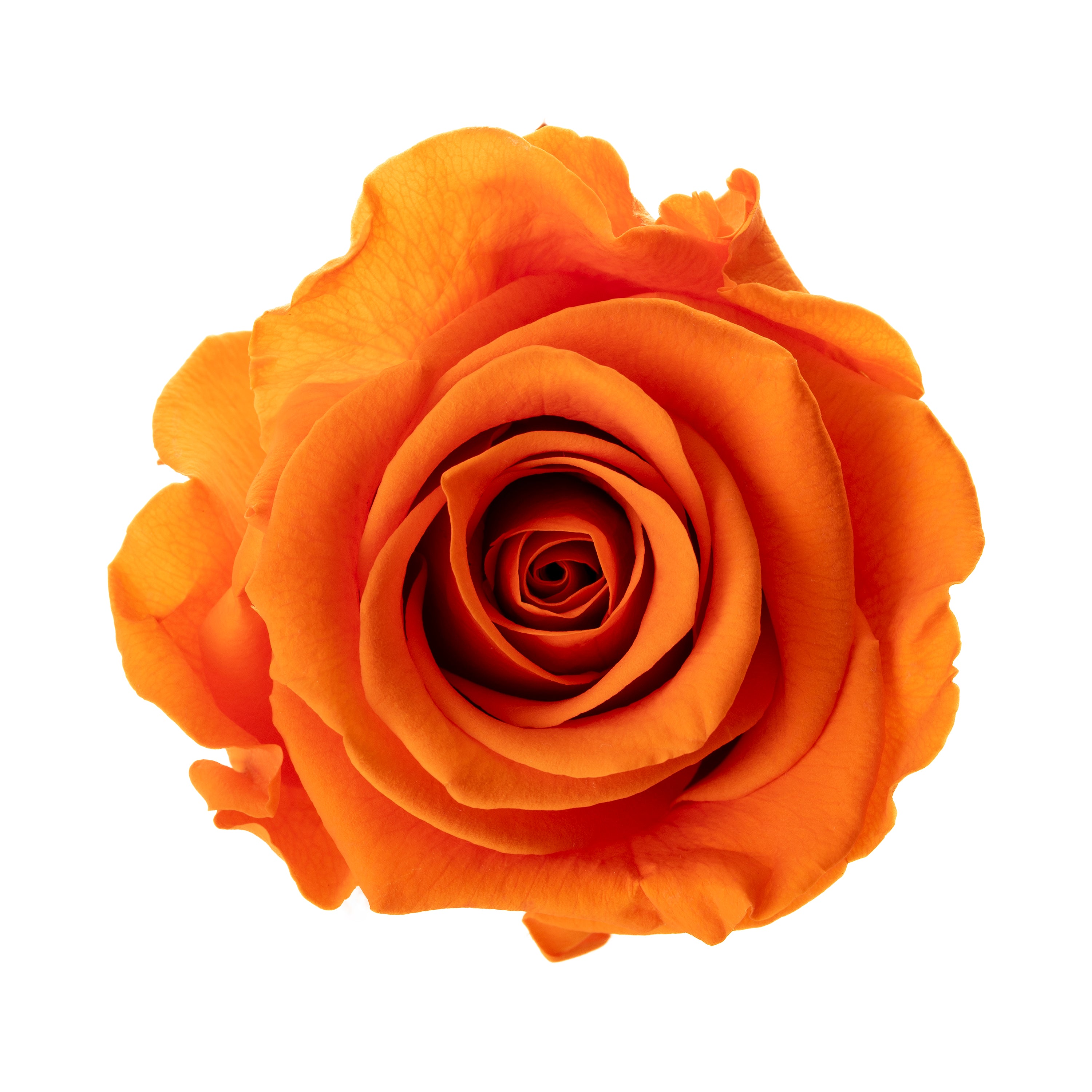 Mini-Rosenköpfe