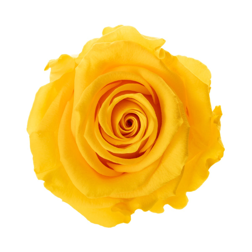 Cindy