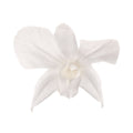 Dendrobium