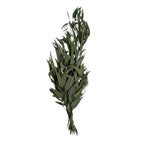 Eukalyptus Pendula