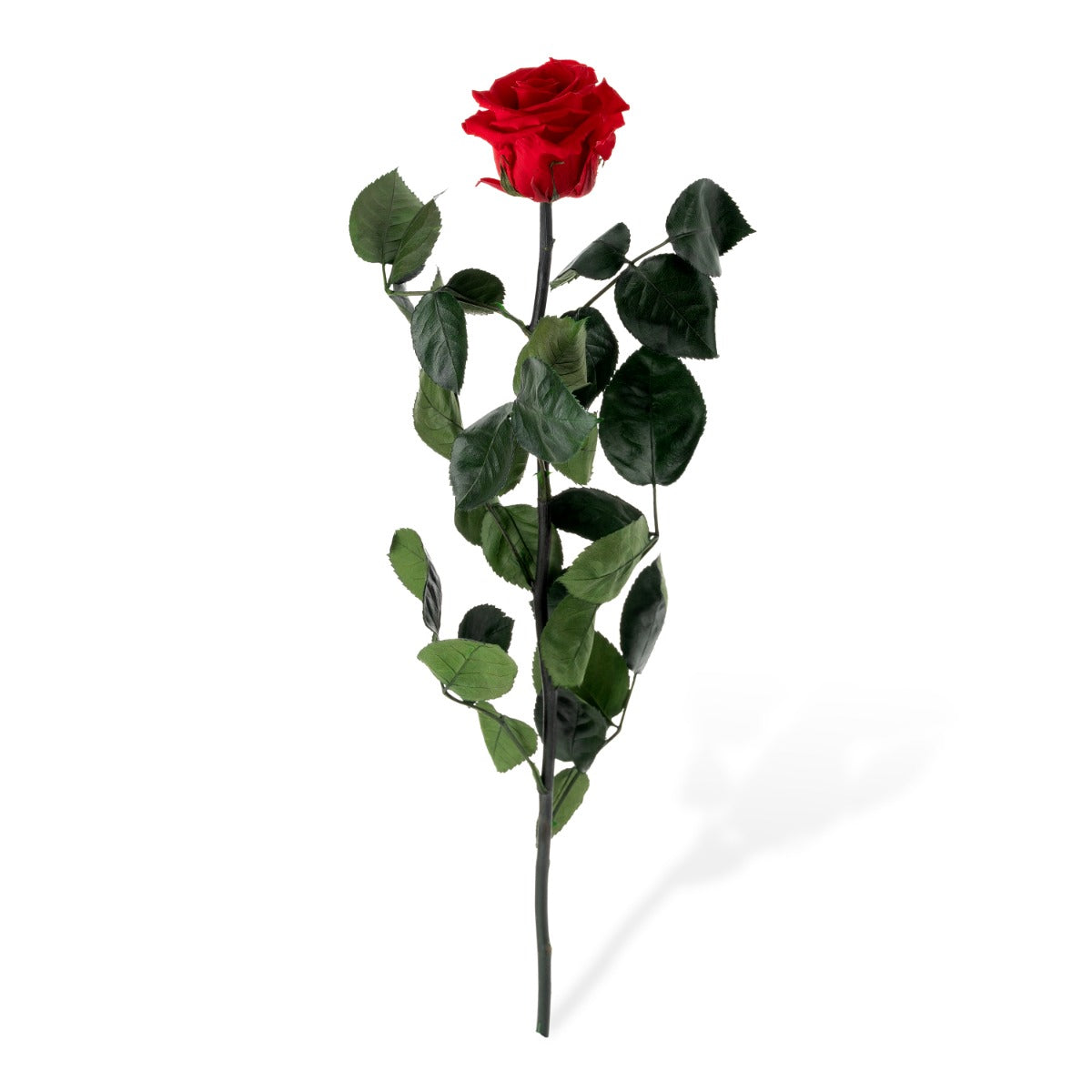 Standard Rosen, lose